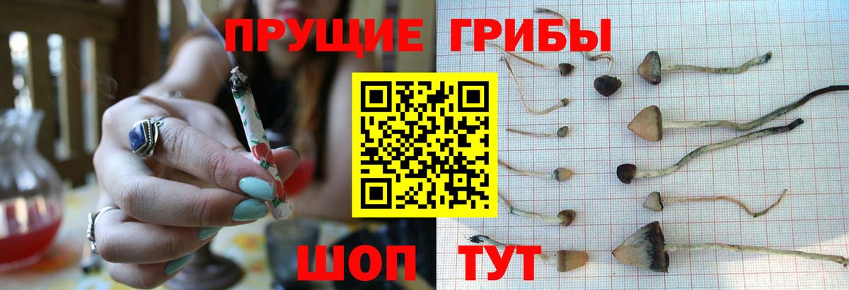 Галлюциногенные грибы Cubensis  Вход с VPN  Псилоцибиновые грибы мицелий  Свободный 